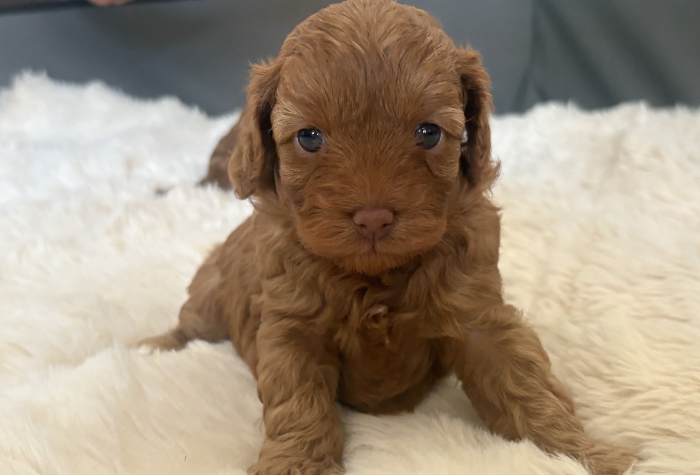 Chill — red F1B toy cavoodle puppy, sold