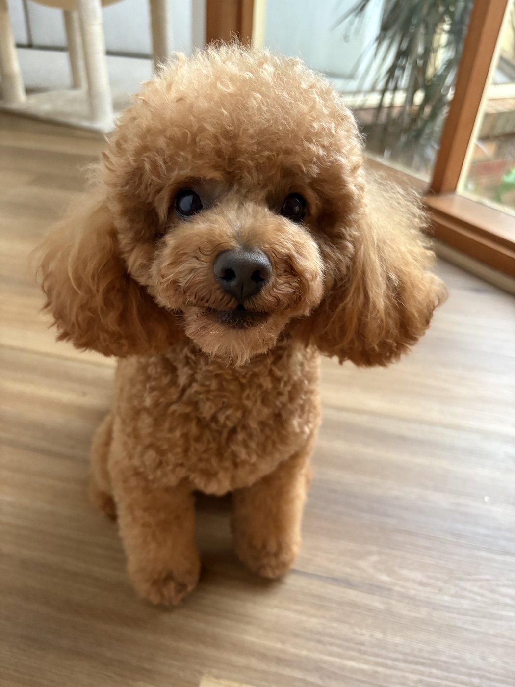 Milo — red toy poodle