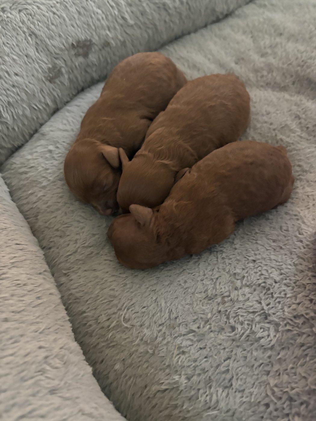 Three newborn red puppies curled up together
