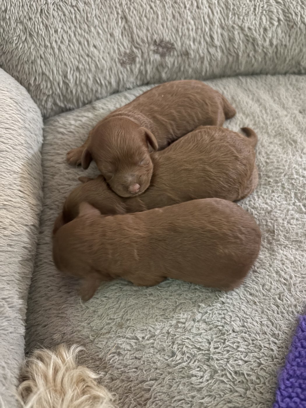 Three newborn puppies sleeping