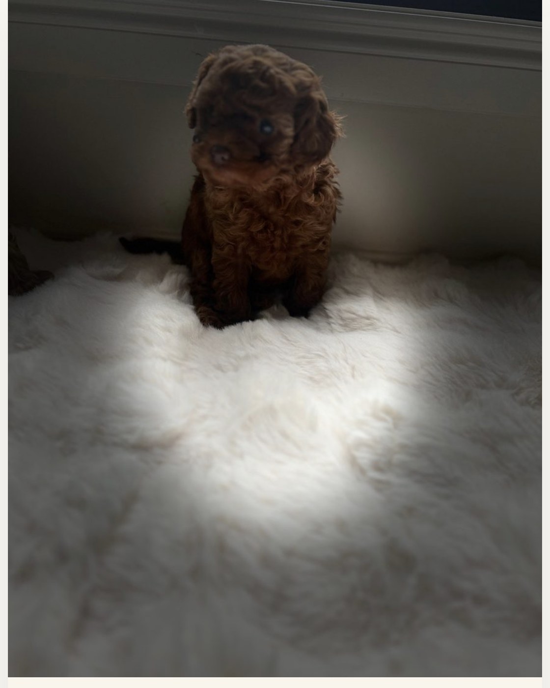 Portia — red F1B toy cavoodle puppy