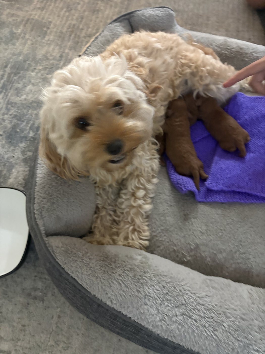Rosie the mother with her newborn puppies