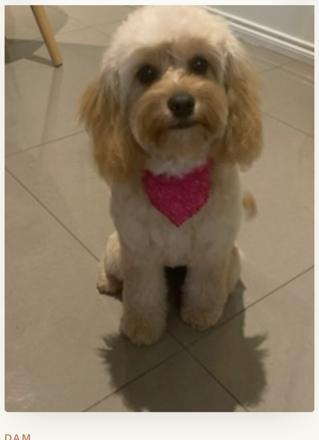 Rosie — cream F1 cavoodle