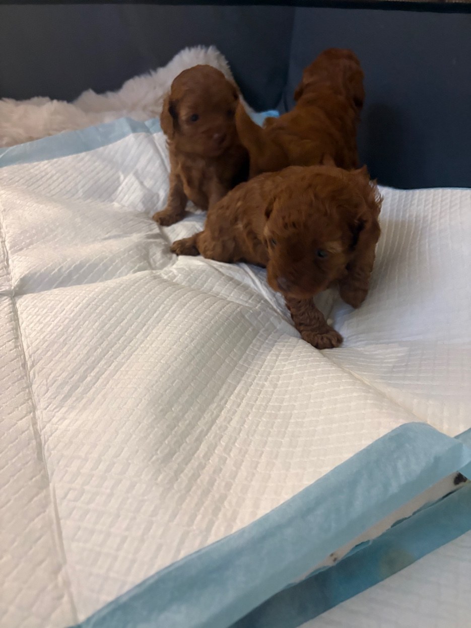 Three red F1B toy cavoodle puppies together at a few weeks old