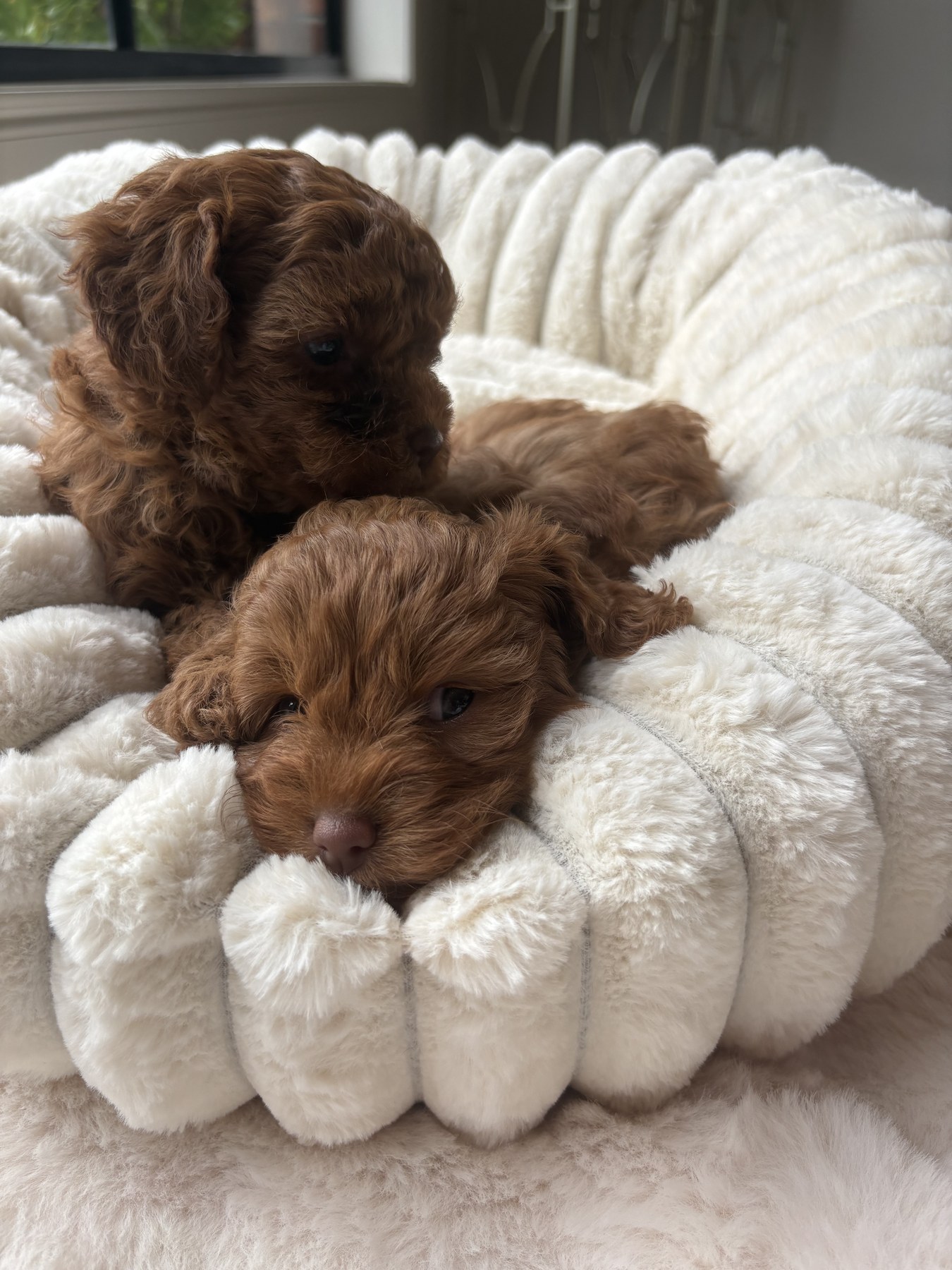 Two red toy cavoodle puppies resting in a white fluffy bed