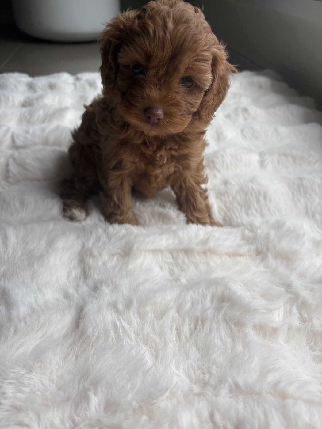 White Socks — red F1B toy cavoodle puppy
